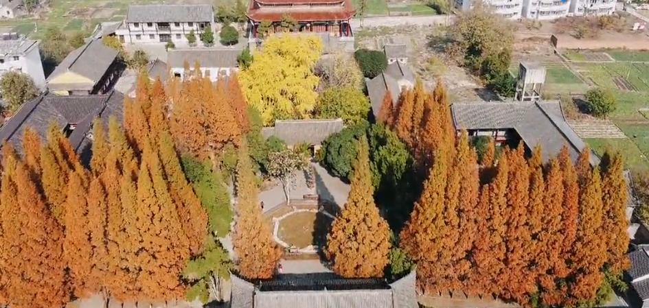壽縣報恩寺，滿地金黃正當時